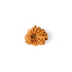 18 Mukhi Rudraksha (20.23mm)