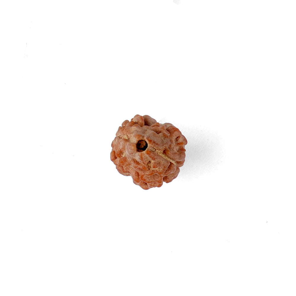 2 Mukhi Rudraksha (16.07mm)