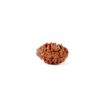 2 Mukhi Rudraksha (16.07mm)