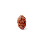 2 Mukhi Rudraksha (16.07mm)