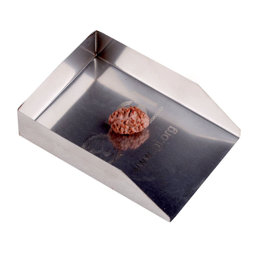 2 Mukhi Rudraksha (16.07mm)
