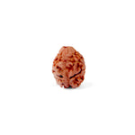 2 Mukhi Rudraksha (16.90mm)
