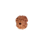 2 Mukhi Rudraksha (16.90mm)