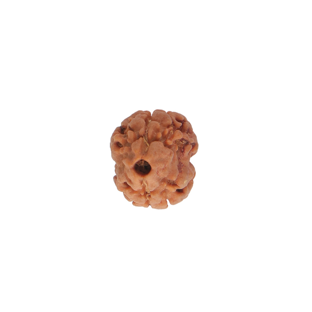 2 Mukhi Rudraksha (18.85mm)