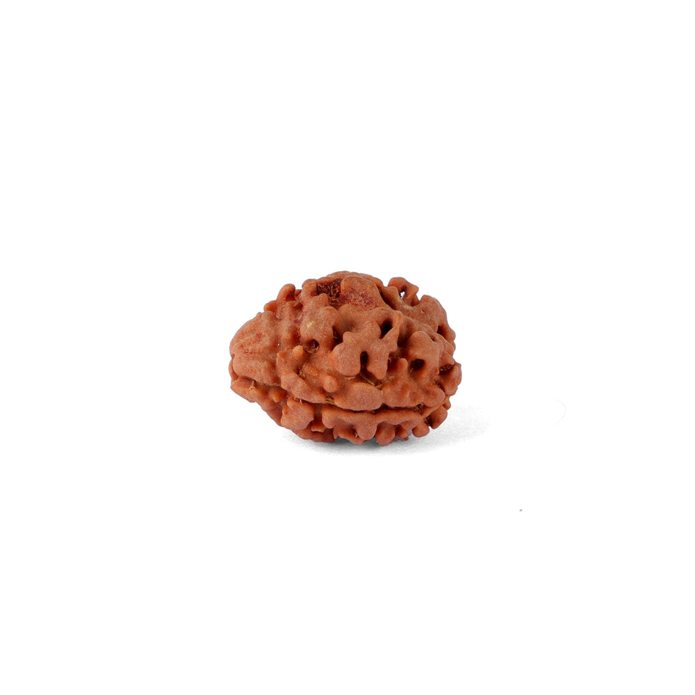 2 Mukhi Rudraksha (16.90mm)