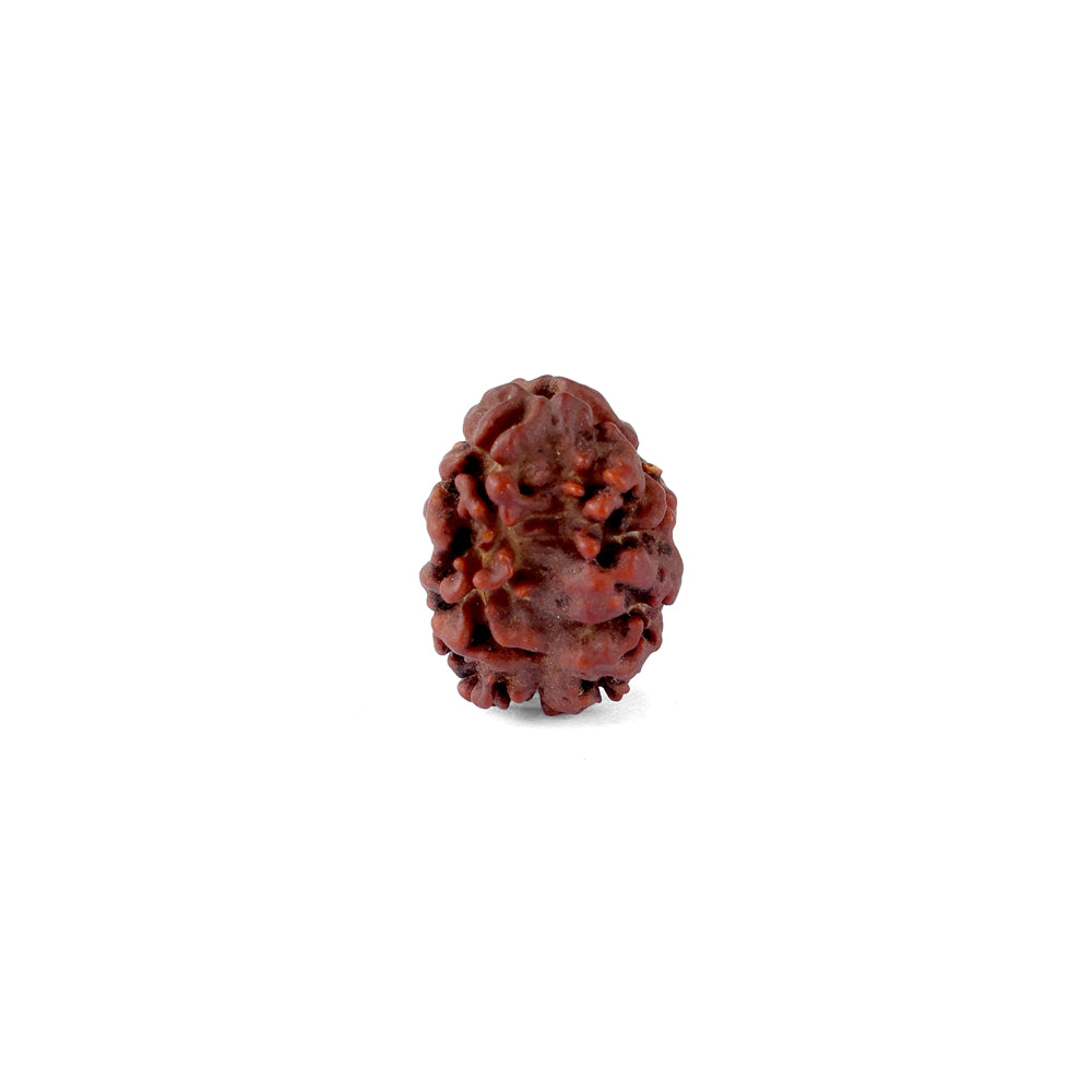 2 Mukhi Rudraksha (17.73mm)