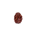 2 Mukhi Rudraksha (17.73mm)