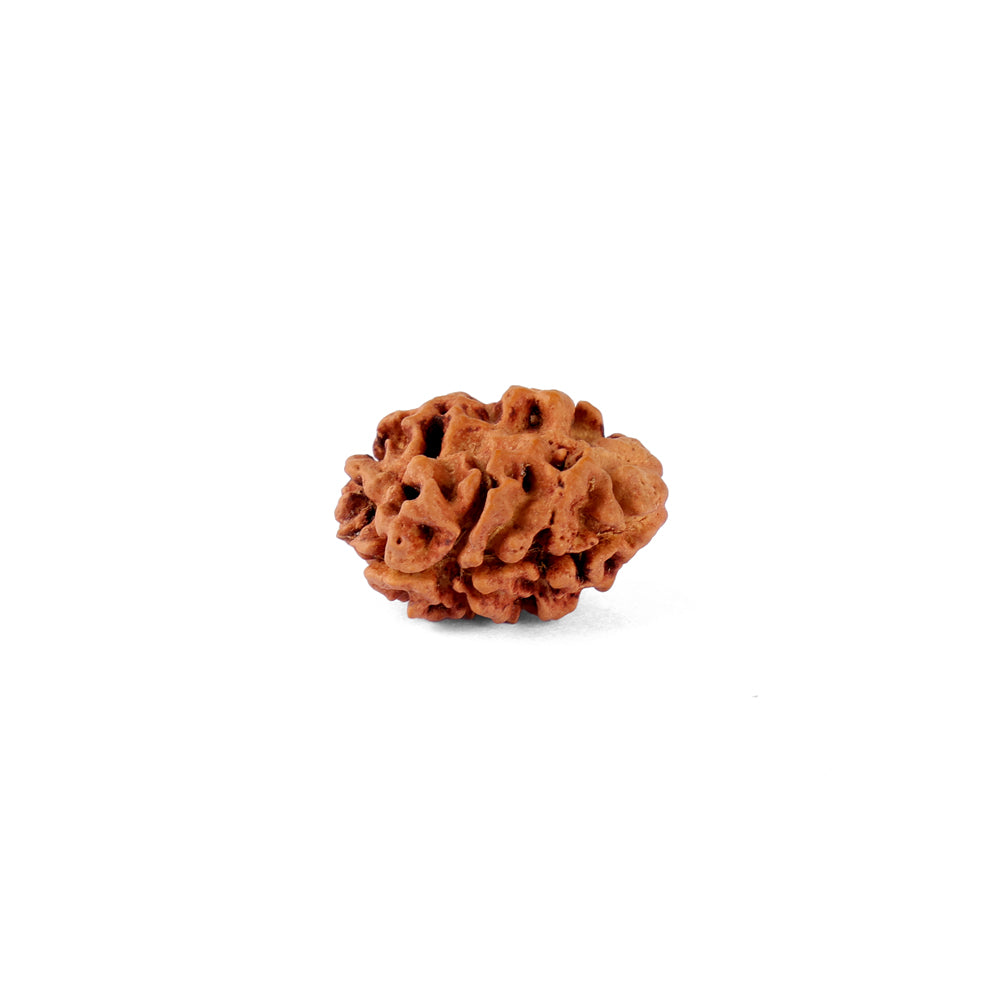 2 Mukhi Rudraksha (21.36mm)