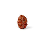 2 Mukhi Rudraksha (17.82mm)