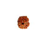 2 Mukhi Rudraksha (17.82mm)