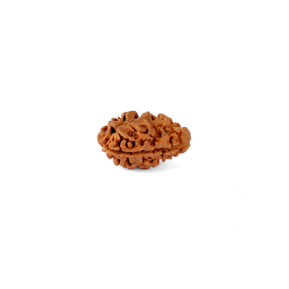 2 Mukhi Rudraksha (21.41mm)