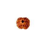 2 Mukhi Rudraksha (18.64mm)