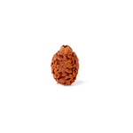 2 Mukhi Rudraksha (18.64mm)