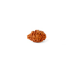 2 Mukhi Rudraksha (18.64mm)