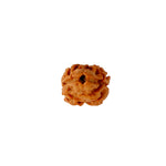 2 Mukhi Rudraksha (18.90mm)