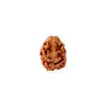 2 Mukhi Rudraksha (18.90mm)