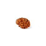 2 Mukhi Rudraksha (18.90mm)