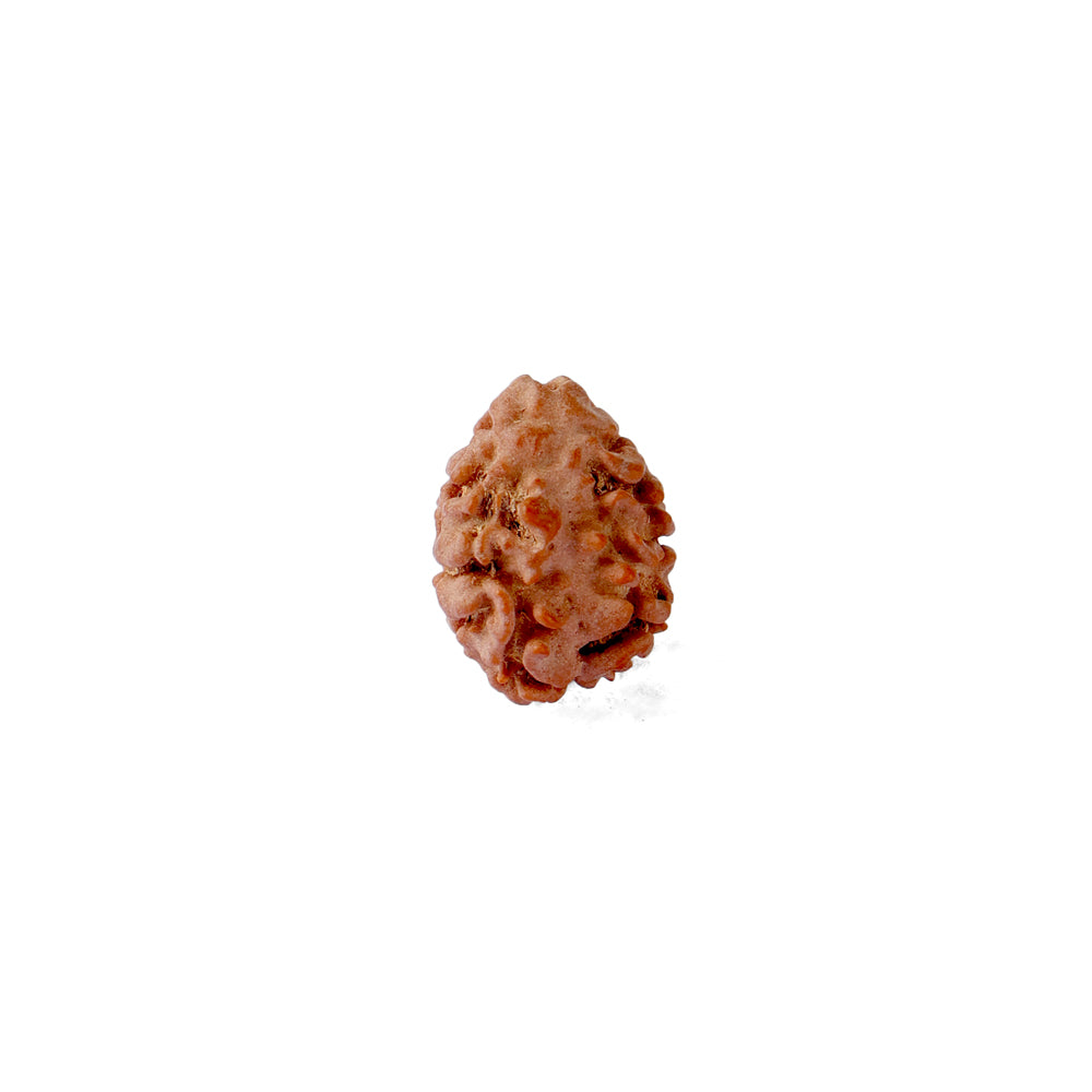 2 Mukhi Rudraksha (17.50mm)