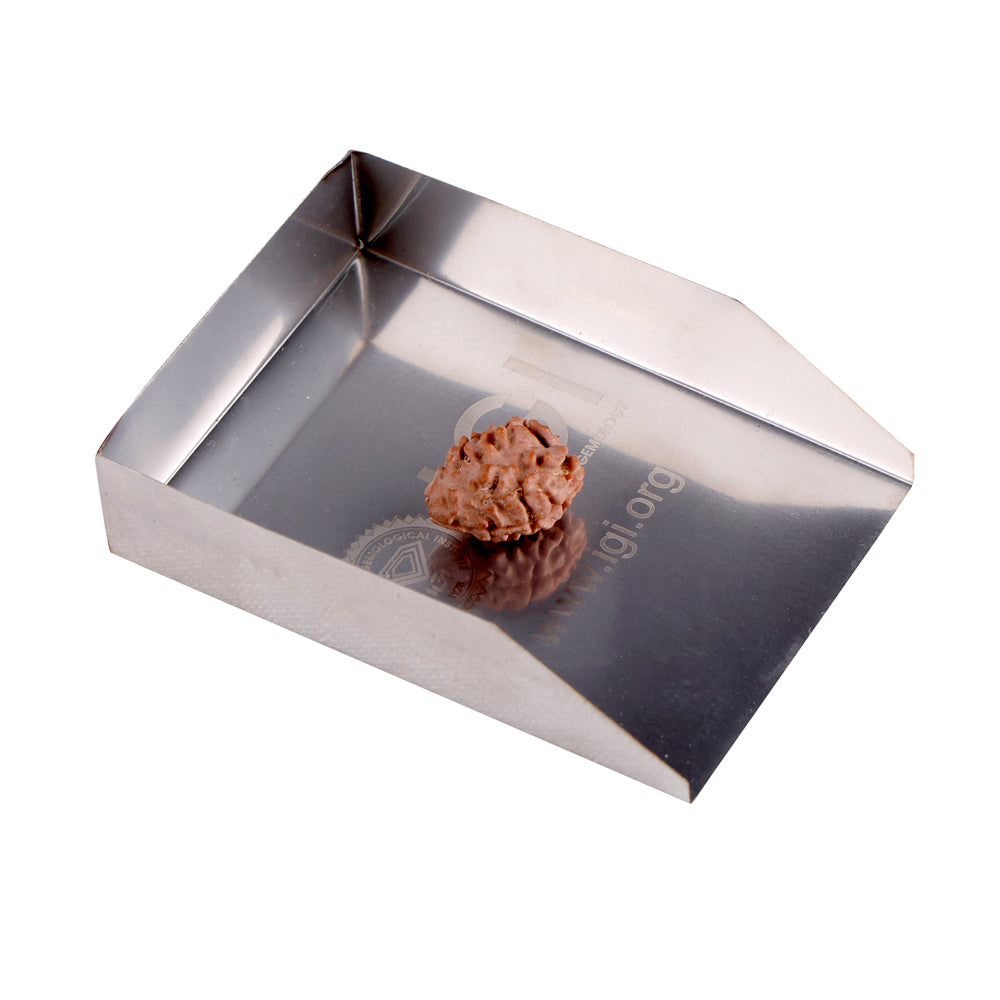 2 Mukhi Rudraksha (17.50mm)