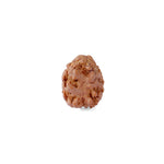 2 Mukhi Rudraksha (17.82mm)