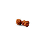 Trijuti Rudraksha