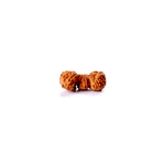Trijuti Rudraksha