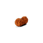 20 Mukhi Rudraksha