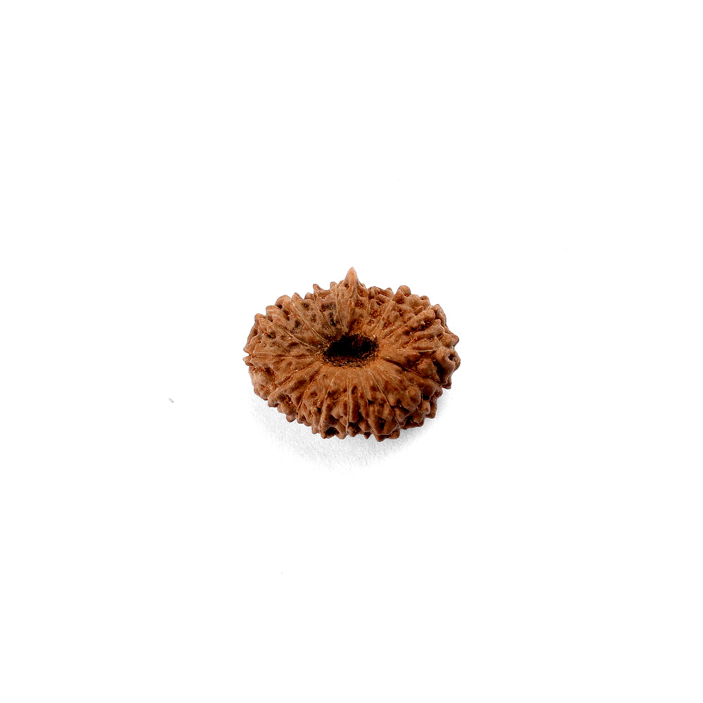 17 Mukhi Rudraksha