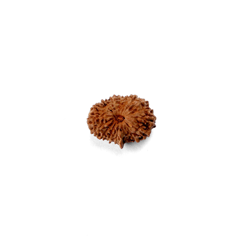 17 Mukhi Rudraksha