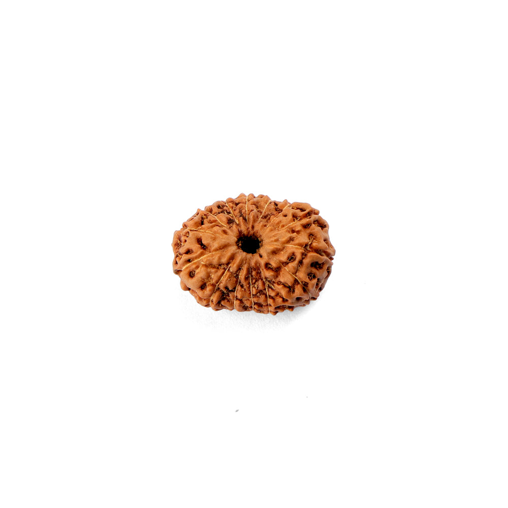 14 Mukhi Rudraksha (24.21mm)