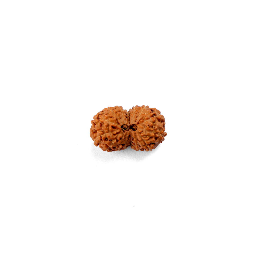 15 Mukhi Rudraksha (22.34mm)