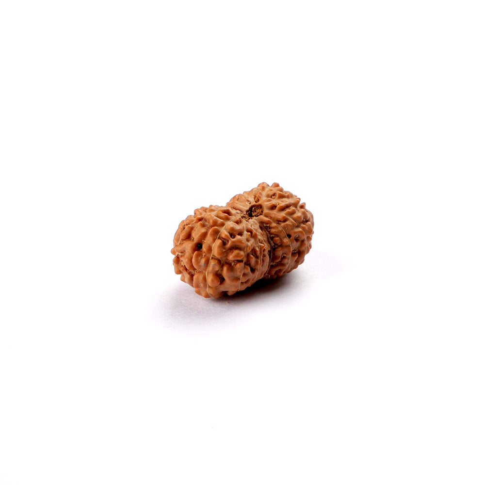 15 Mukhi Rudraksha (22.34mm)