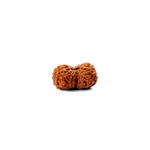 15 Mukhi Rudraksha (22.34mm)