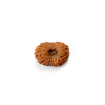 19 Mukhi Rudraksha (22.29mm)