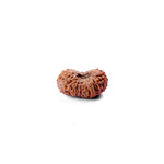 19 Mukhi Rudraksha (22.29mm)