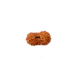 20 Mukhi Rudraksha (21.43mm)