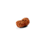 20 Mukhi Rudraksha (21.43mm)