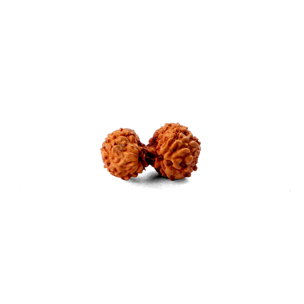 Gauri Shankar Rudraksha