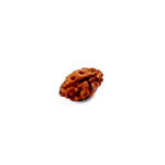 1 Mukhi Rudraksha
