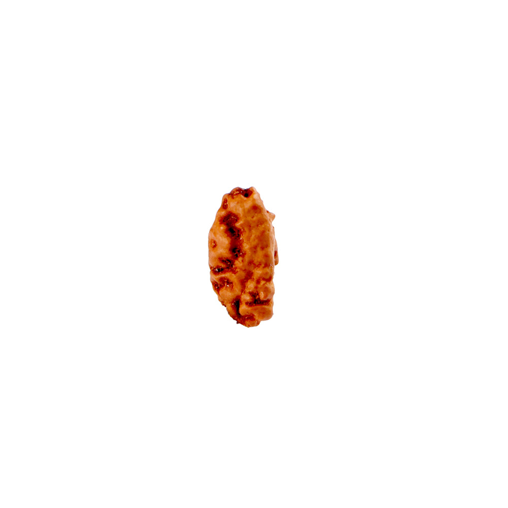 1 Mukhi Rudraksha