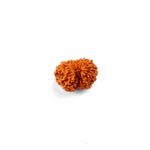 14 Mukhi Rudraksha
