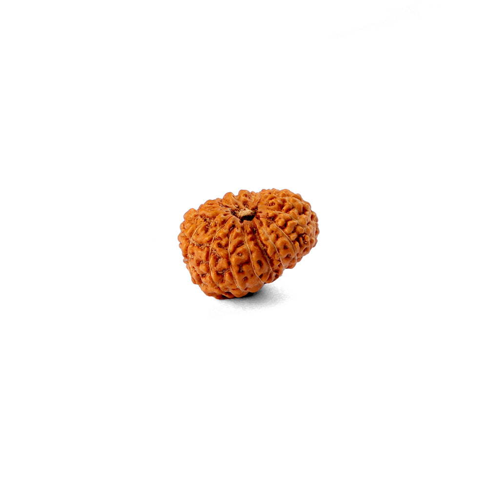 15 Mukhi Rudraksha