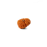 15 Mukhi Rudraksha