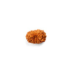16 Mukhi Rudraksha