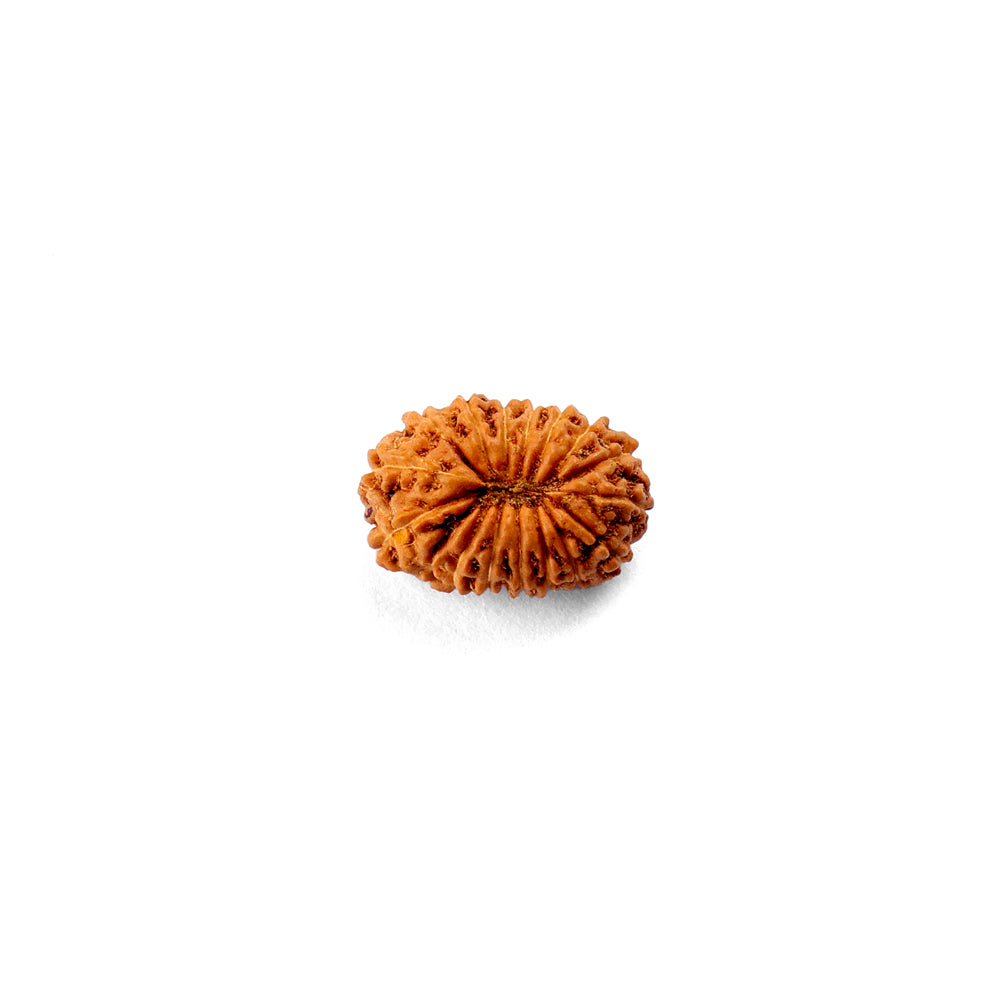 16 Mukhi Rudraksha