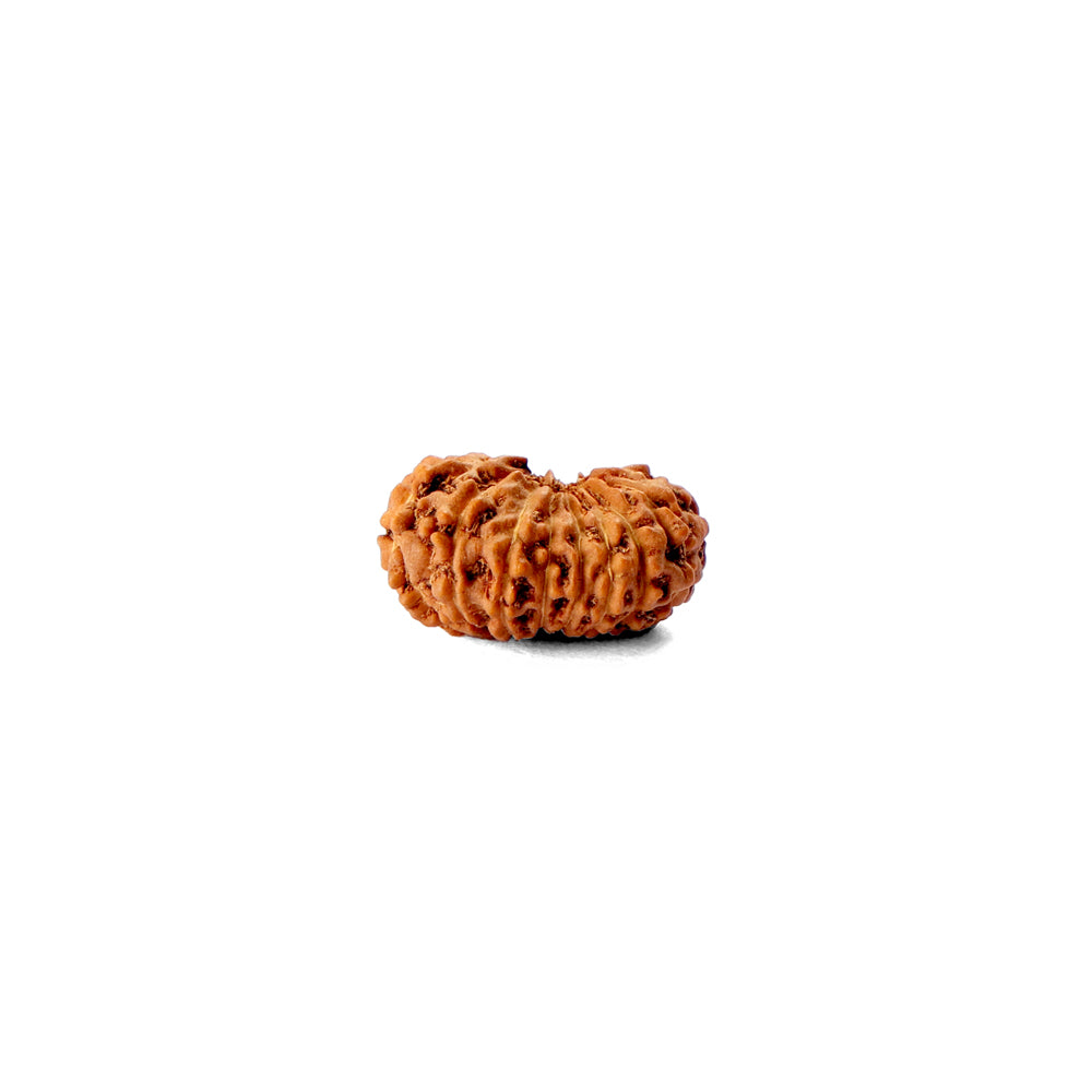 16 Mukhi Rudraksha