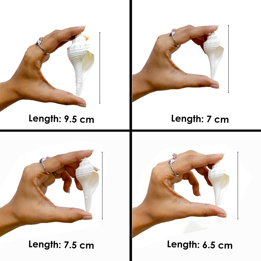 Regular Small Size Puja Shankh in White Colour (Conch Shell)