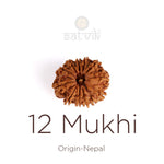 12 Mukhi Rudraksha (Regular)