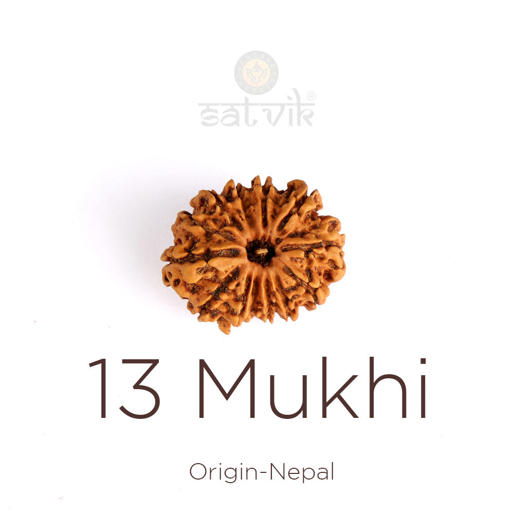 13 Mukhi Rudraksha (Super Collector)