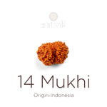 14 Mukhi Rudraksha bead natural Indo fourteen face Rudraksha. India’s Premium Rudraksha Beads Brand - www.satvikstore.in
